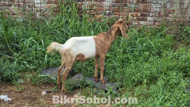 কোরবানির খাসি।